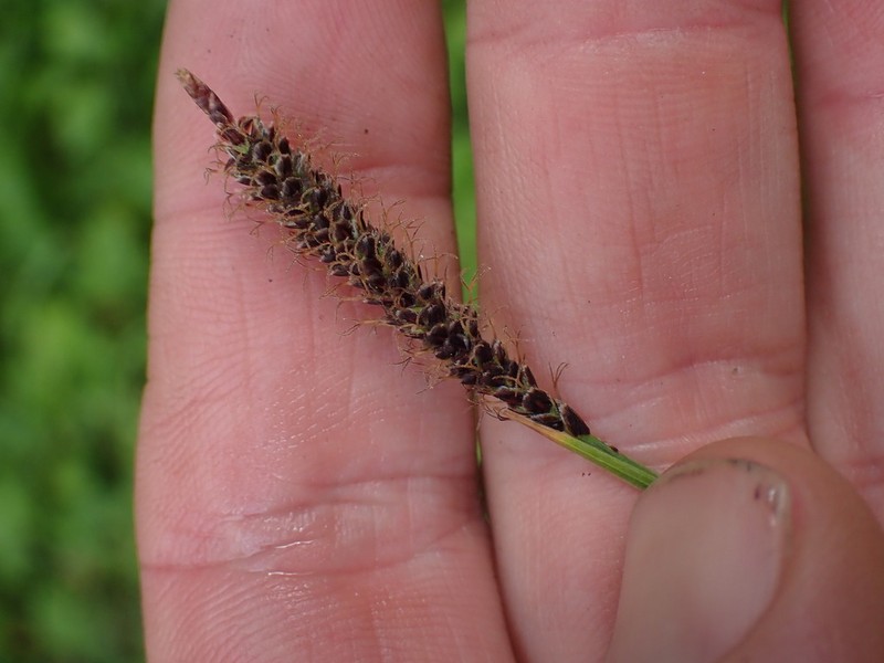 Northern Singlespike Sedge photo 2