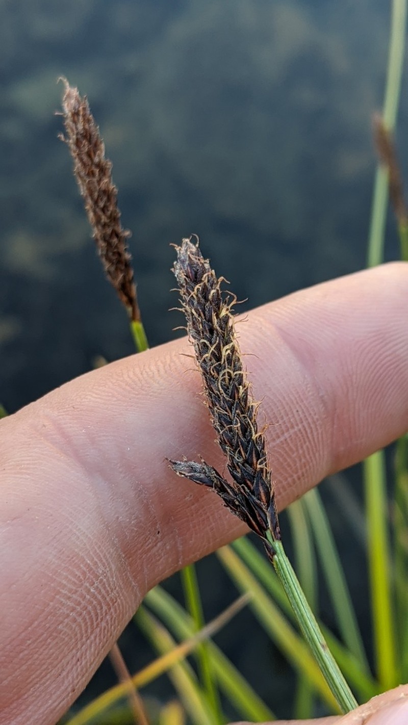 Northern Singlespike Sedge photo 3