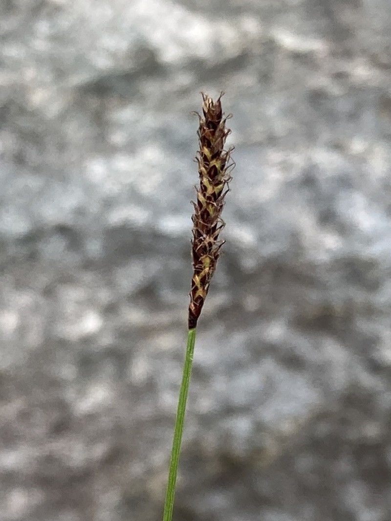 Northern Singlespike Sedge photo 5