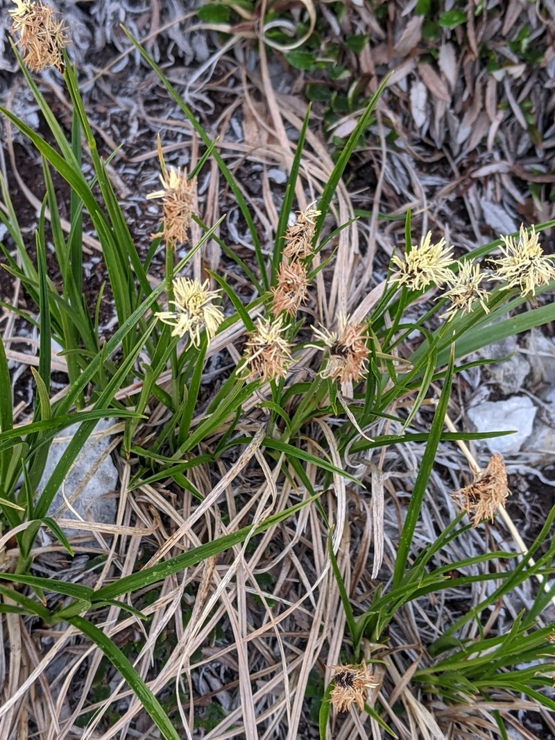 Northern Singlespike Sedge photo 6
