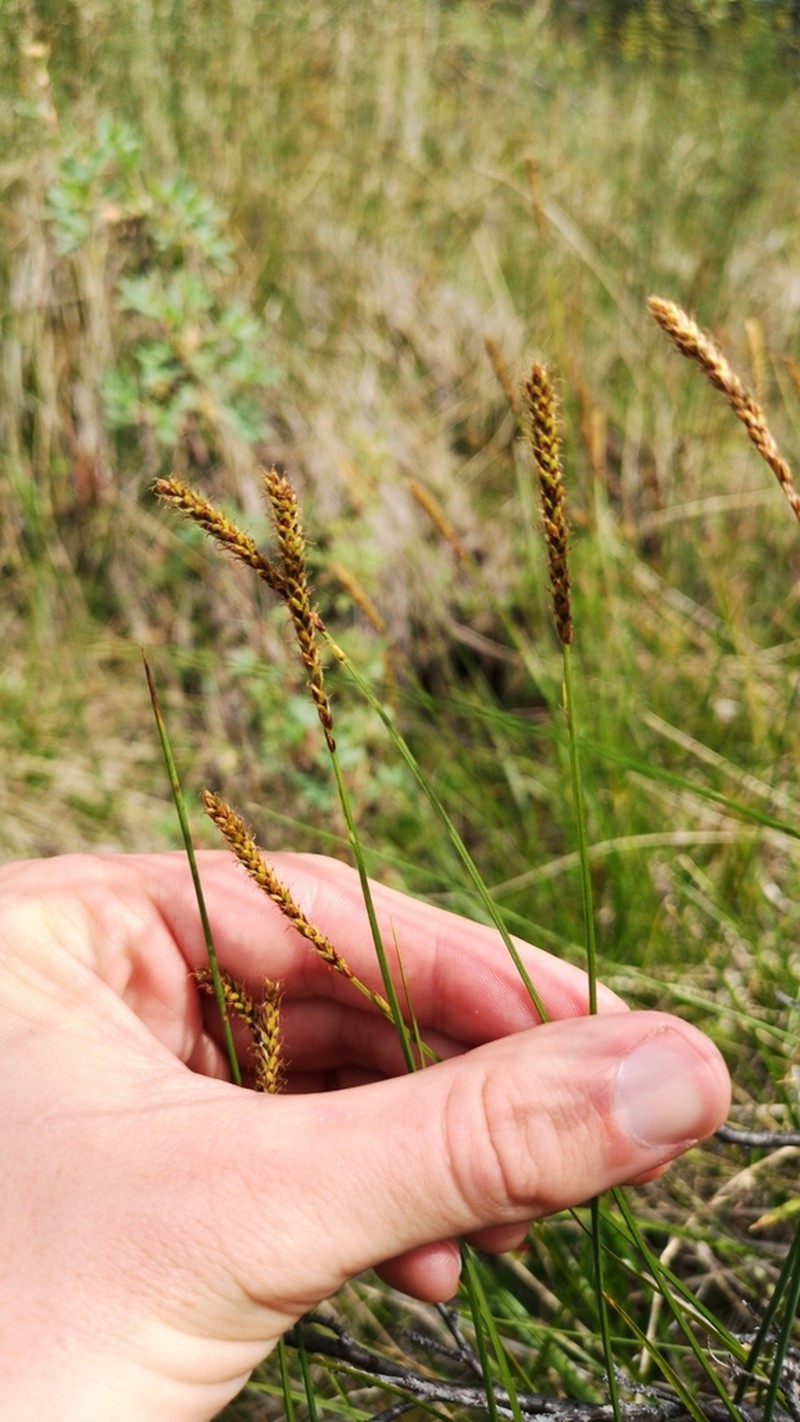Northern Singlespike Sedge photo 7