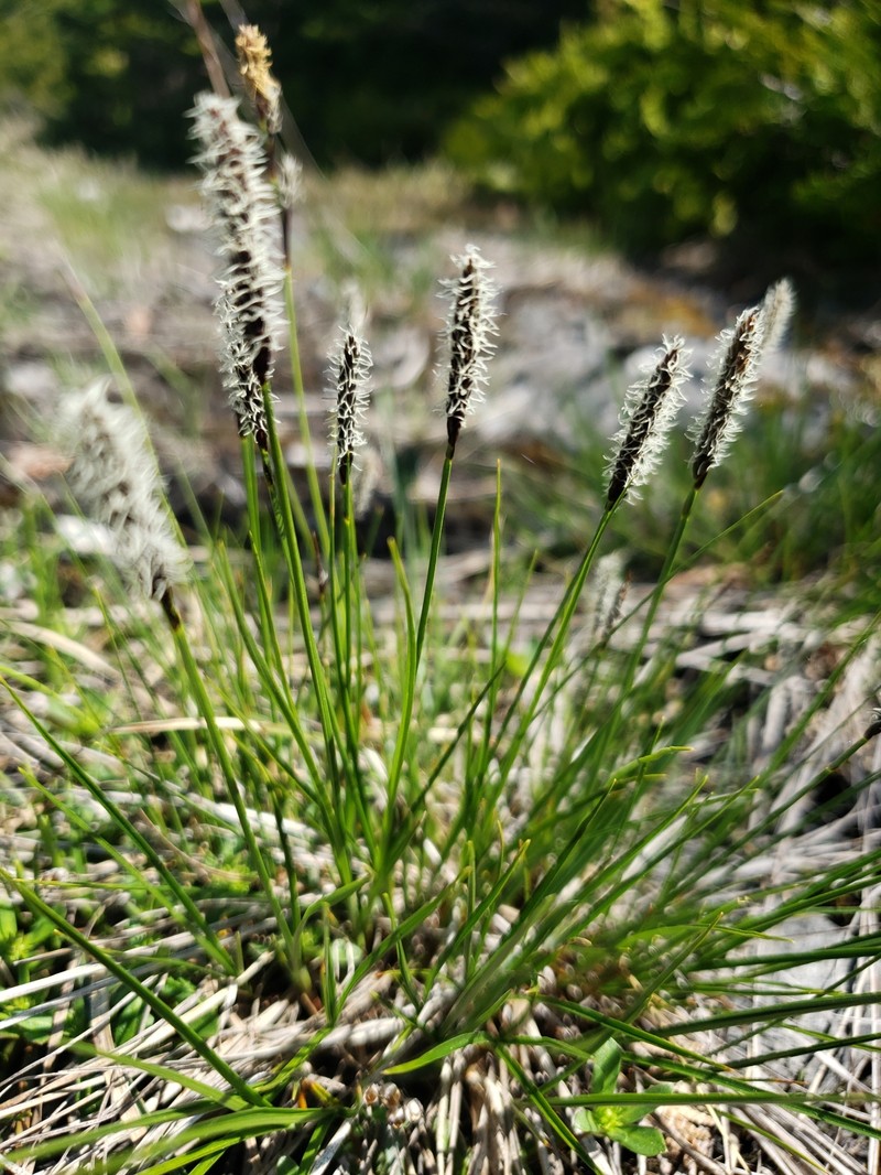 Carex scirpoidea var. convoluta
