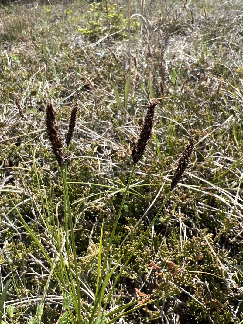 Carex scirpoidea var. convoluta photo 2