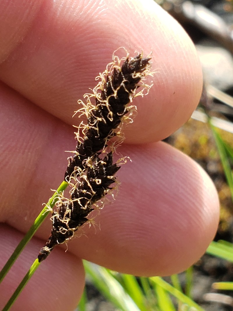 Carex scirpoidea var. convoluta photo 3