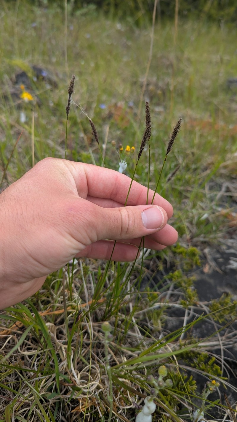 Carex scirpoidea var. convoluta photo 4