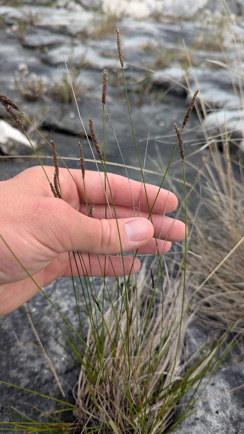 Carex scirpoidea var. convoluta photo 5