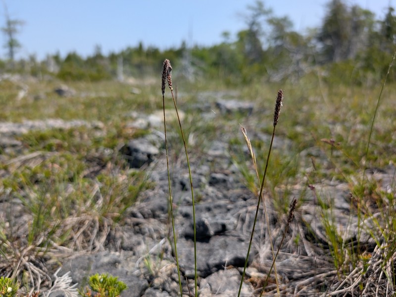 Carex scirpoidea var. convoluta photo 7