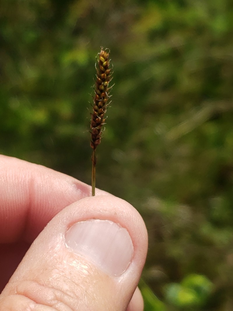 Carex scirpoidea var. convoluta photo 8