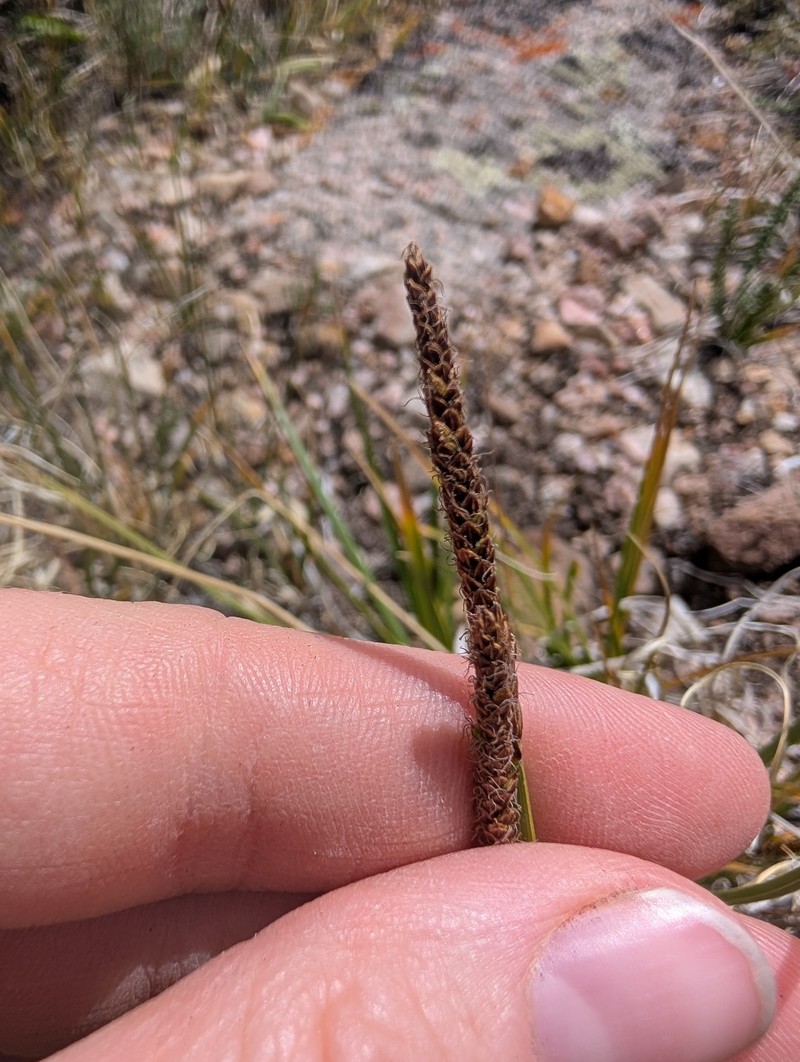 Carex scirpoidea var. pseudoscirpoidea
