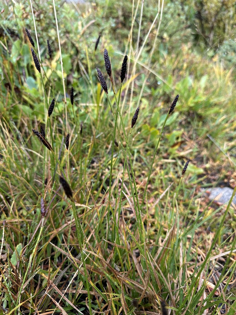 Carex scirpoidea var. pseudoscirpoidea photo 2