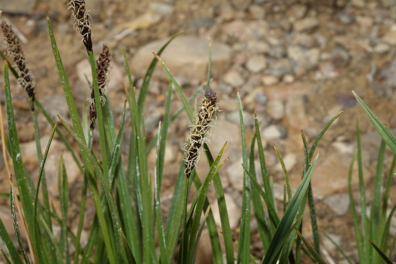 Carex scirpoidea var. pseudoscirpoidea photo 3