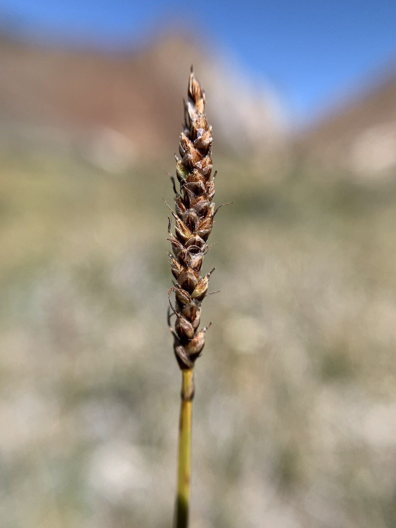 Carex scirpoidea var. pseudoscirpoidea photo 4