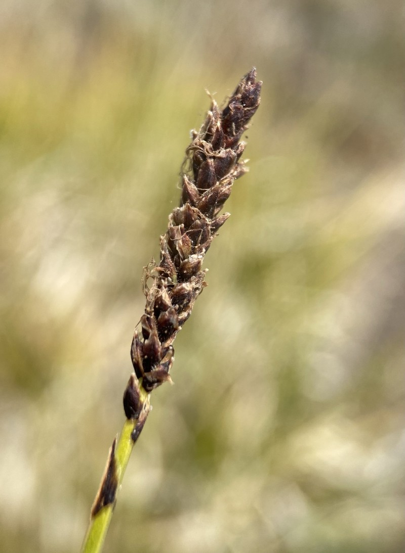 Carex scirpoidea var. pseudoscirpoidea photo 5
