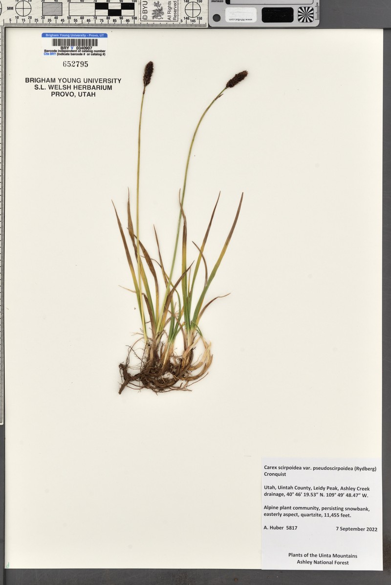 Carex scirpoidea var. pseudoscirpoidea photo 6