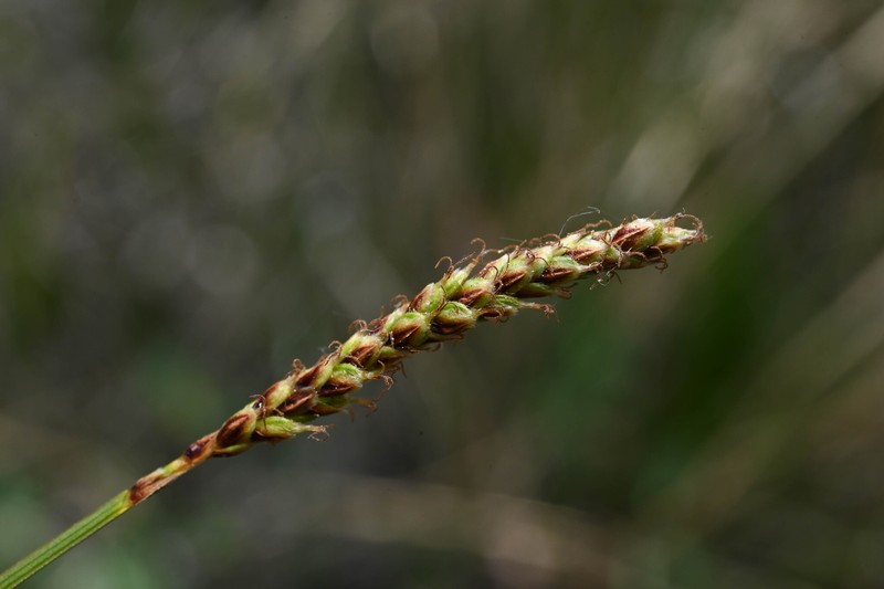 Carex scirpoidea var. scirpoidea