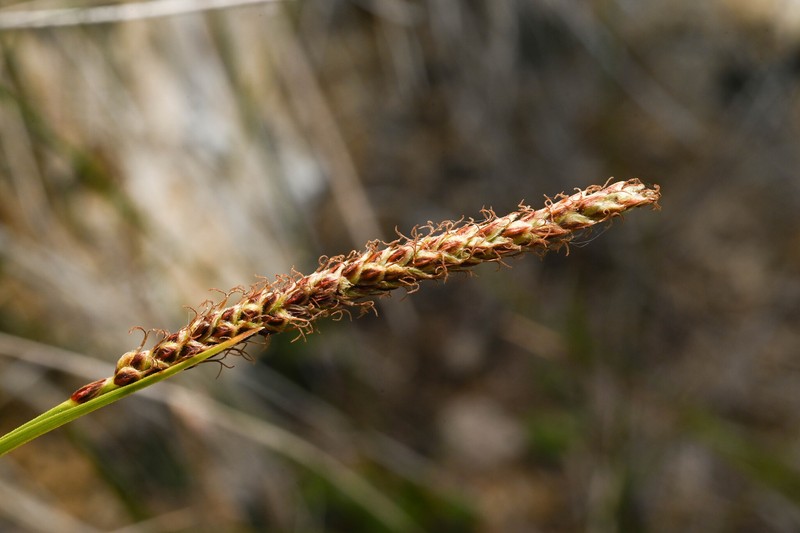 Carex scirpoidea var. scirpoidea photo 2