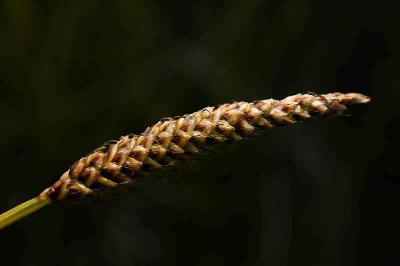 Carex scirpoidea var. scirpoidea photo 3