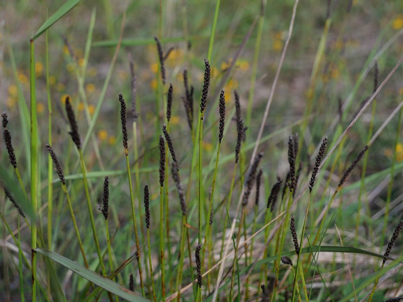 Carex scirpoidea var. scirpoidea photo 4