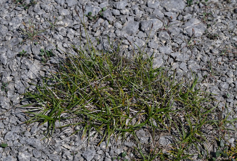 Carex scirpoidea var. scirpoidea photo 5