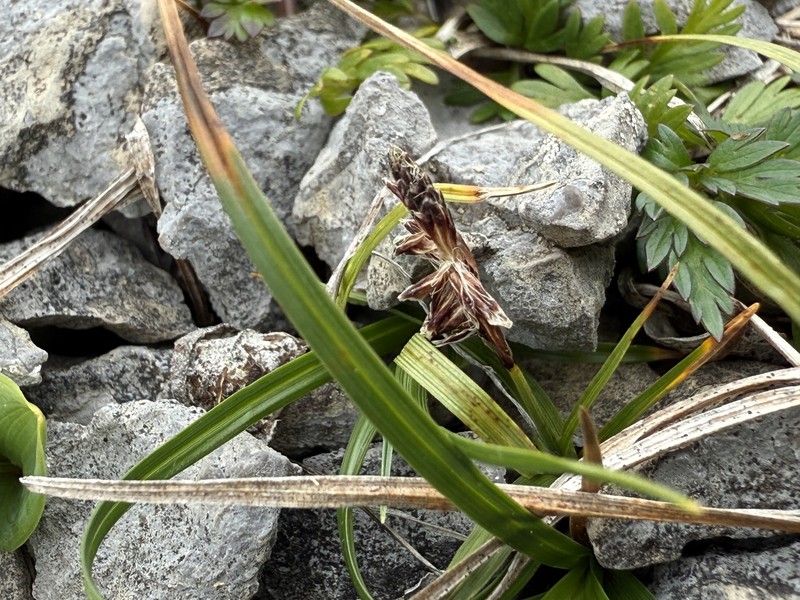 Carex scirpoidea var. scirpoidea photo 6