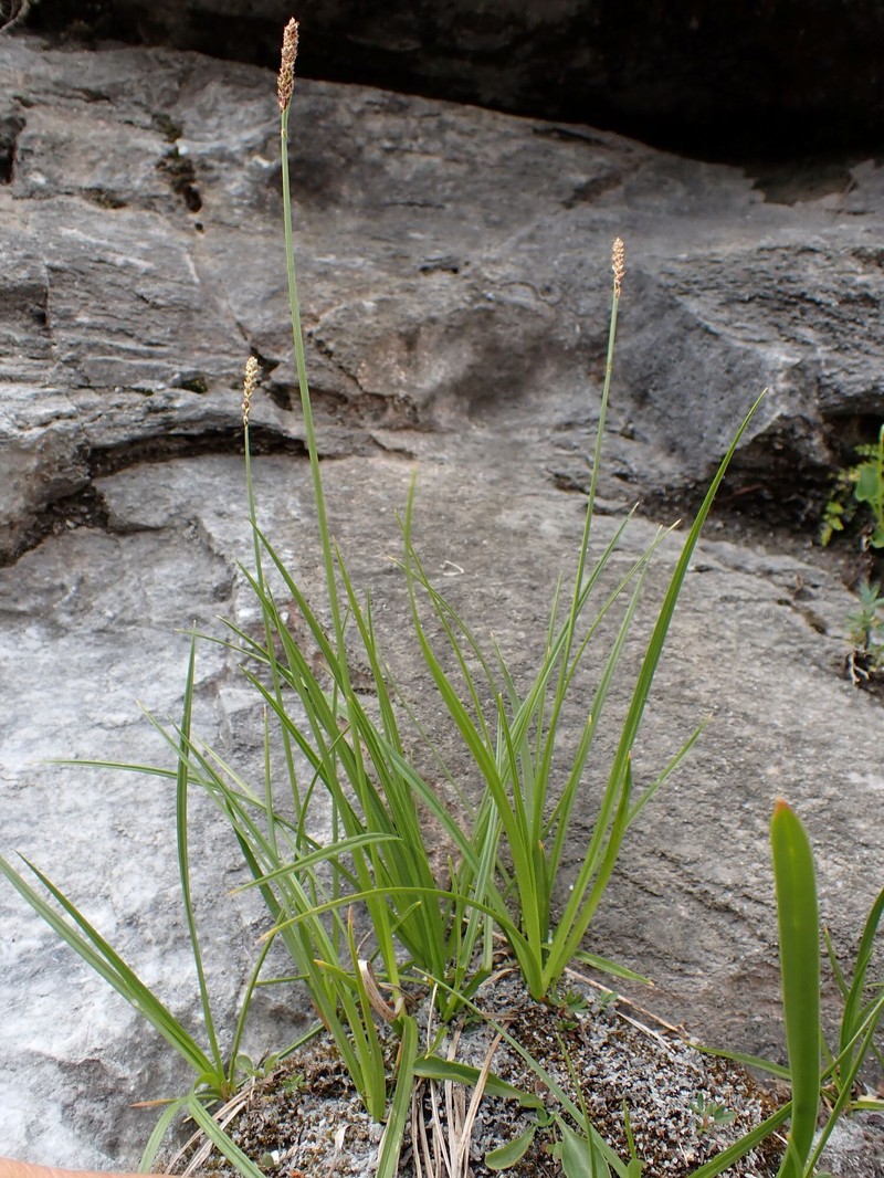 Carex scirpoidea var. scirpoidea photo 7