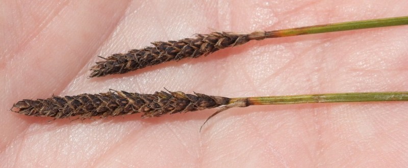 Carex scirpoidea var. scirpoidea photo 8