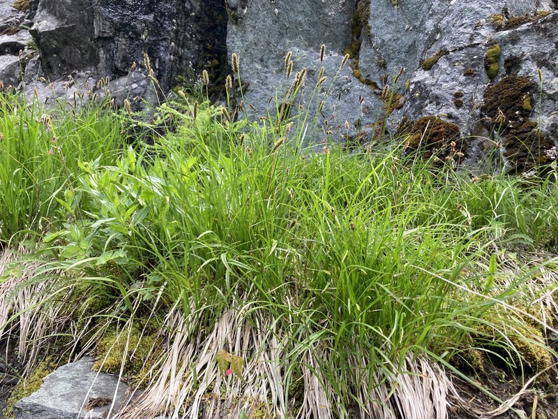 Carex scirpoidea var. stenochlaena