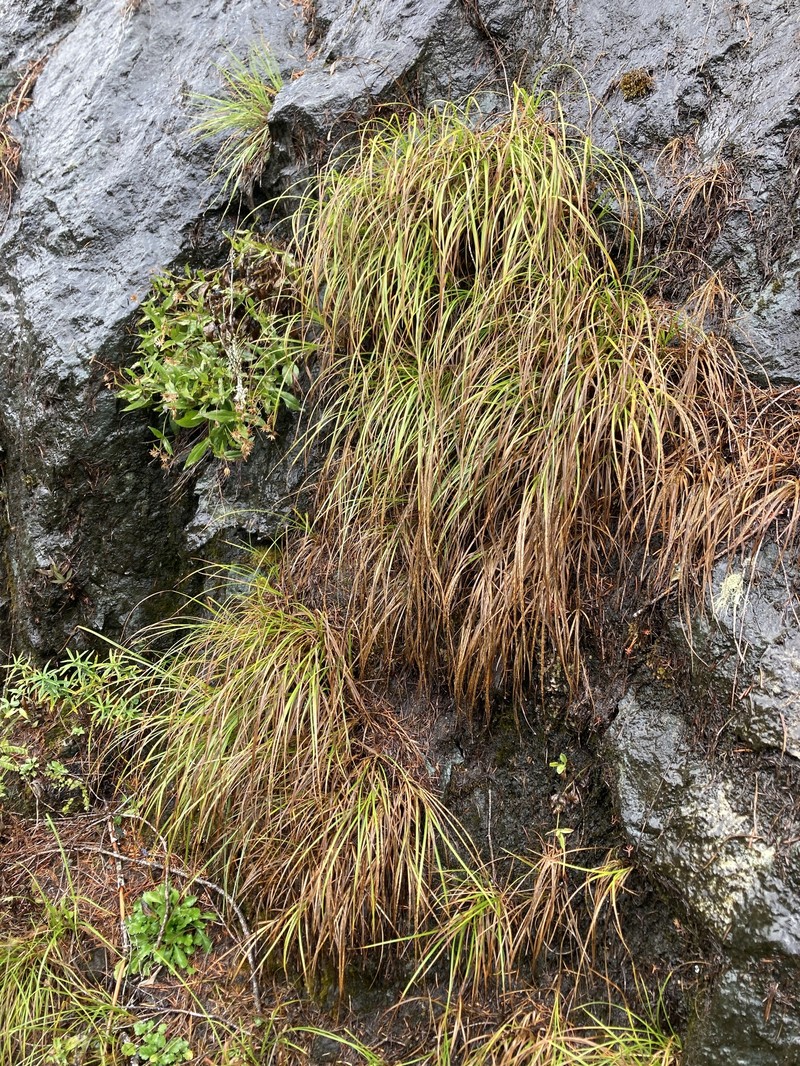 Carex scirpoidea var. stenochlaena photo 2