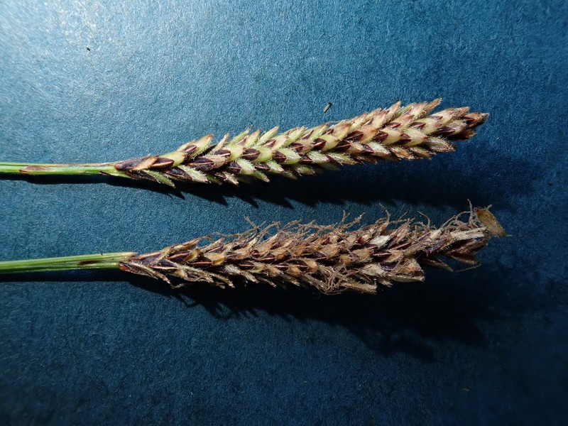 Carex scirpoidea var. stenochlaena photo 3