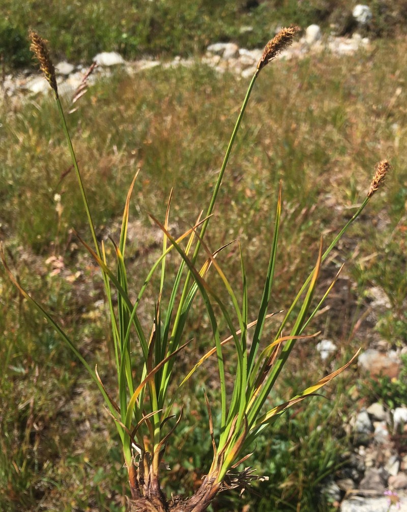 Carex scirpoidea var. stenochlaena photo 4