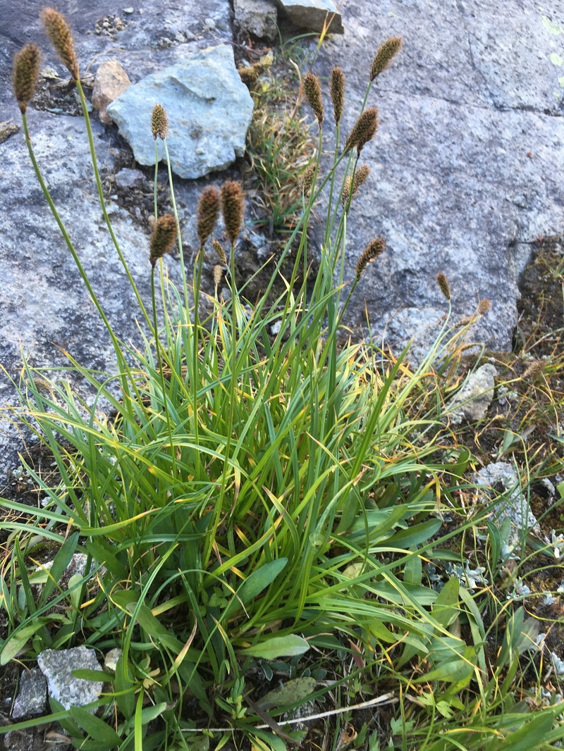 Carex scirpoidea var. stenochlaena photo 5