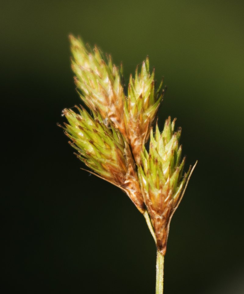 Broom Sedge