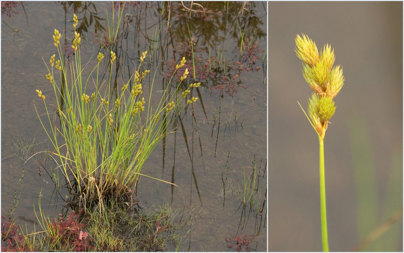 Broom Sedge photo 3