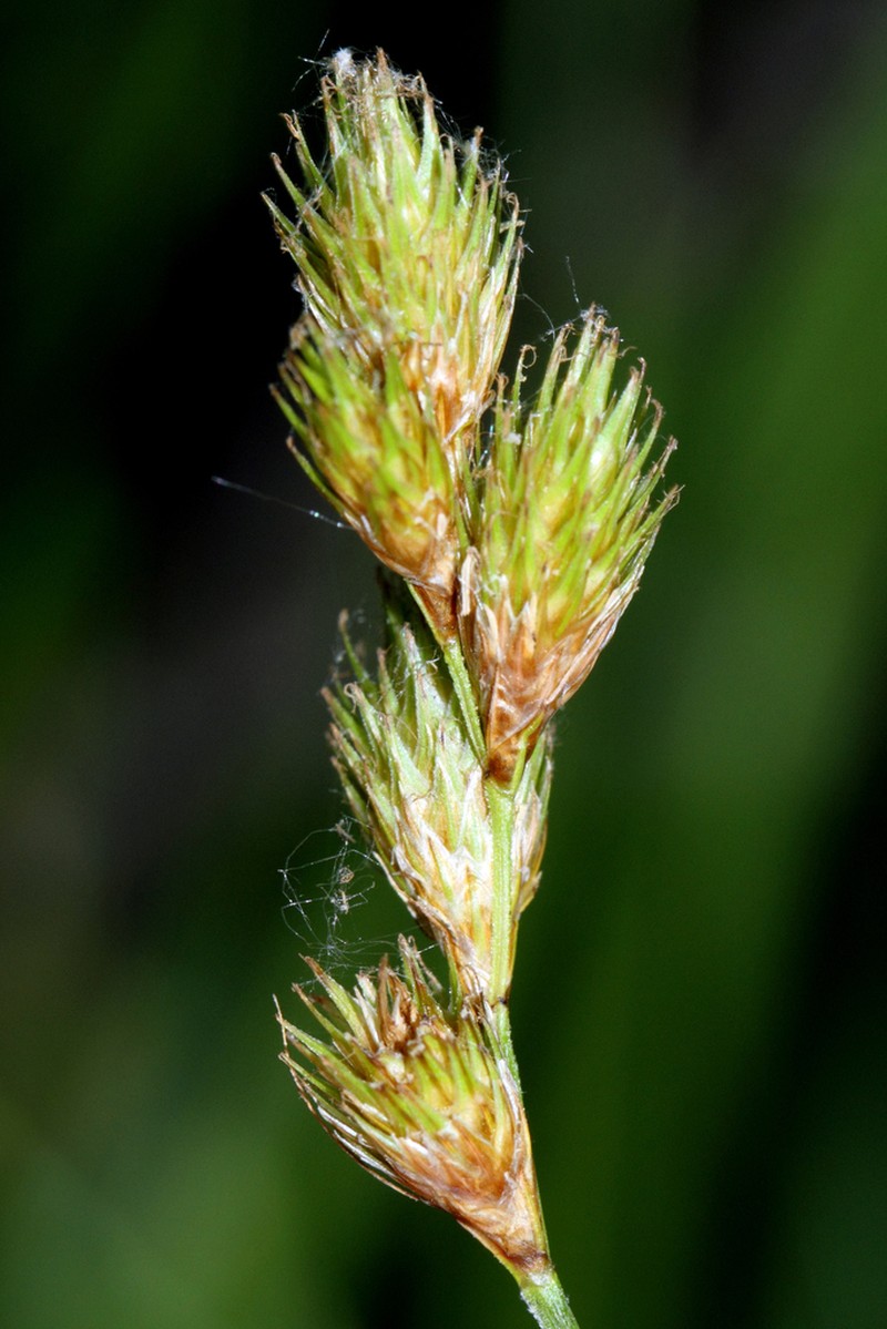 Broom Sedge photo 5