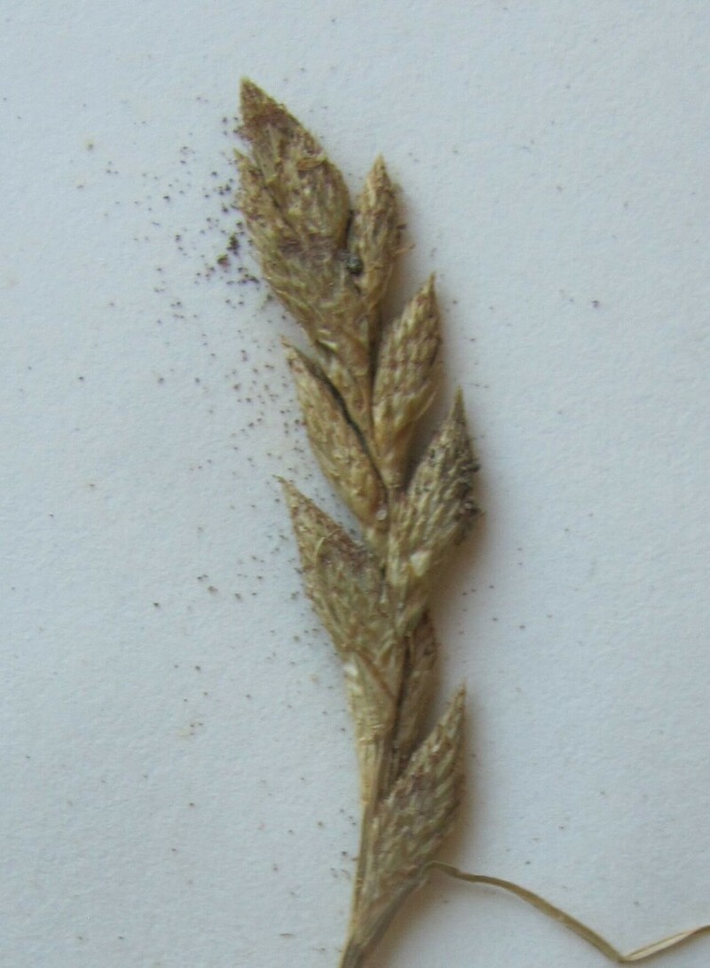 Broom Sedge photo 6