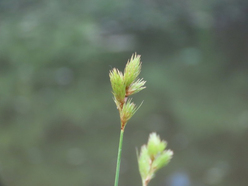 Broom Sedge photo 7