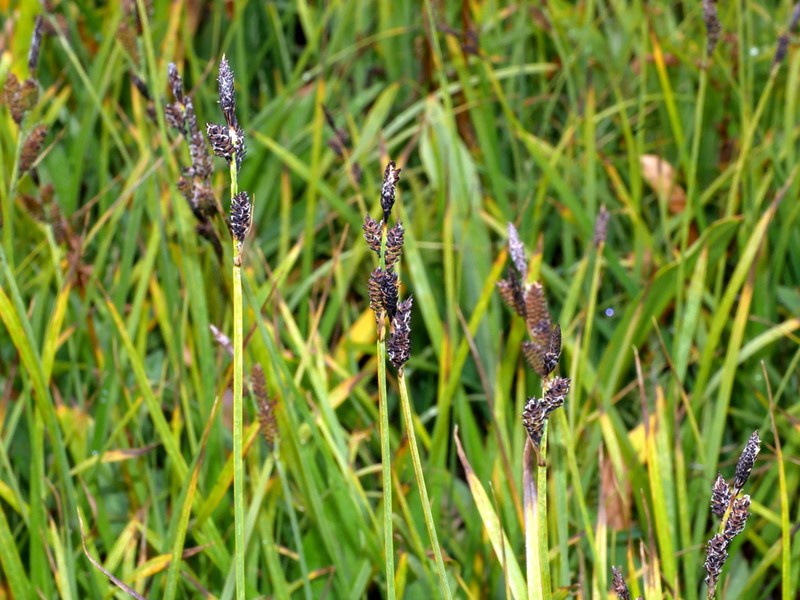Mountain Sedge