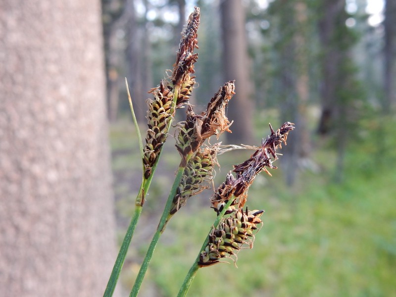 Mountain Sedge photo 3