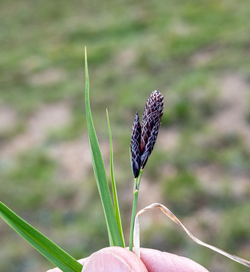 Mountain Sedge photo 4