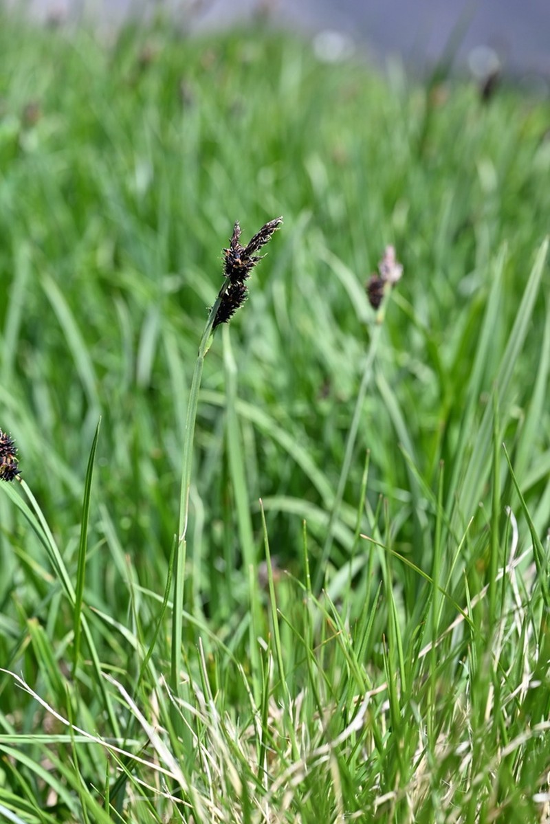 Mountain Sedge photo 5