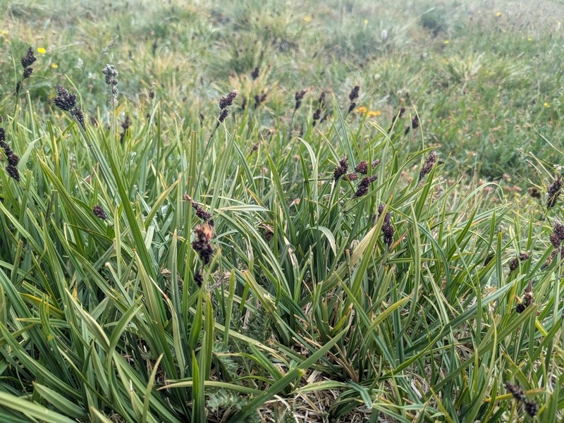 Mountain Sedge photo 6