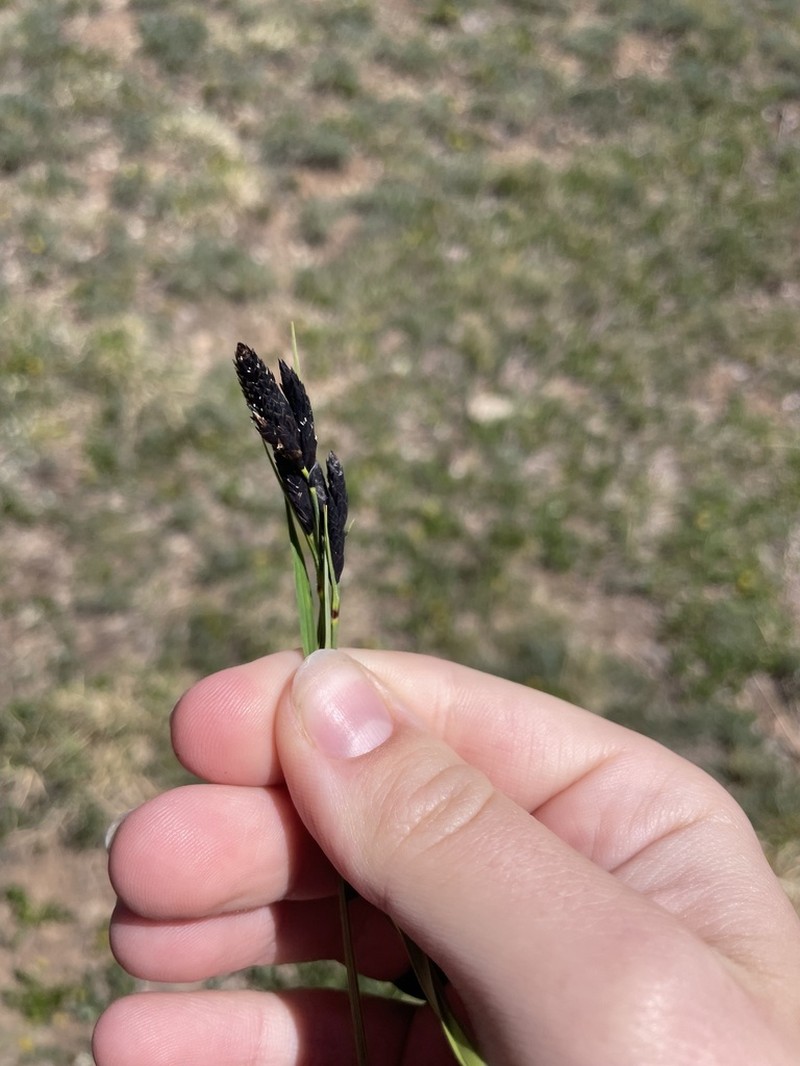 Mountain Sedge photo 7