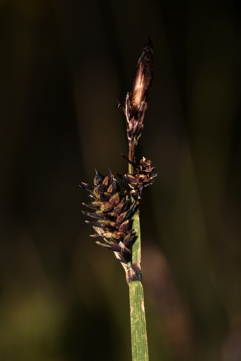 Mountain Sedge photo 8