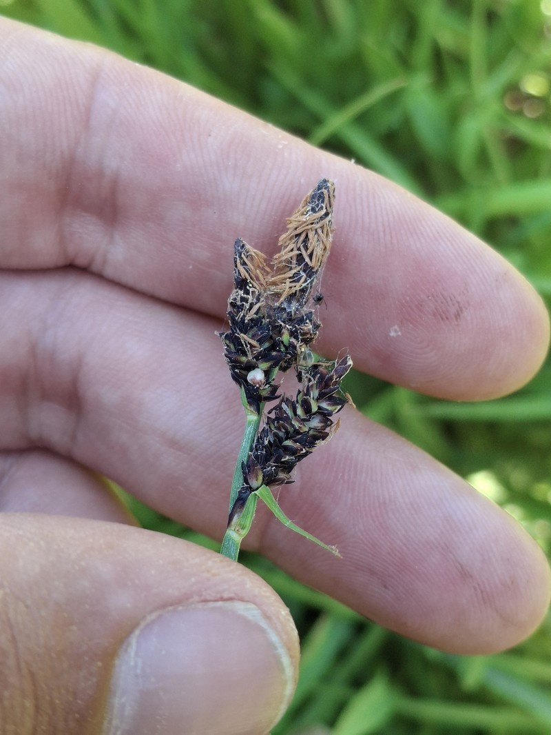 Carex scopulorum var. bracteosa