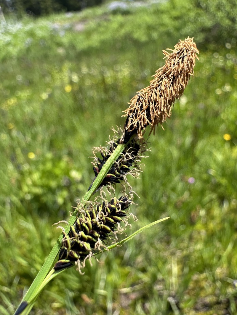 Carex scopulorum var. bracteosa photo 2