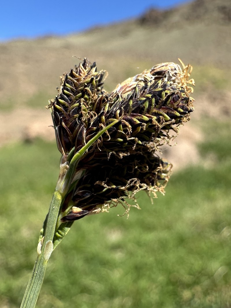 Carex scopulorum var. bracteosa photo 3