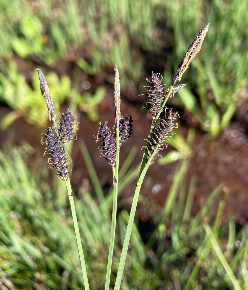 Carex scopulorum var. bracteosa photo 5