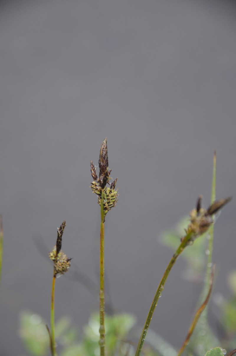 Carex scopulorum var. bracteosa photo 6