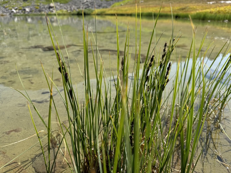 Carex scopulorum var. bracteosa photo 7