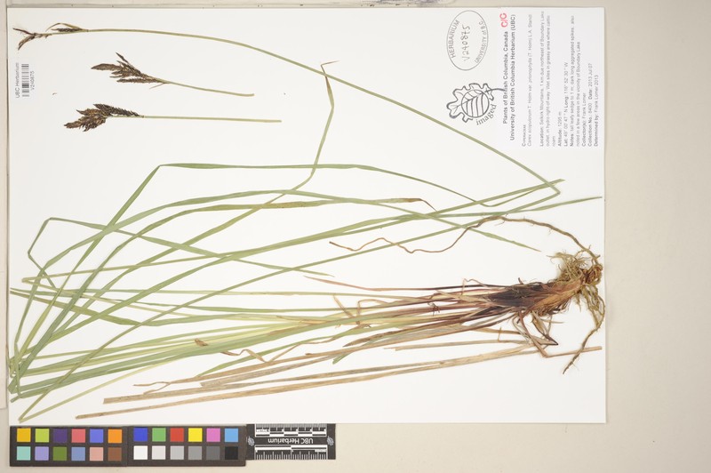 Carex scopulorum var. prionophylla